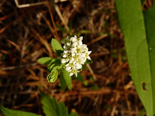 {Comandra umbellata}